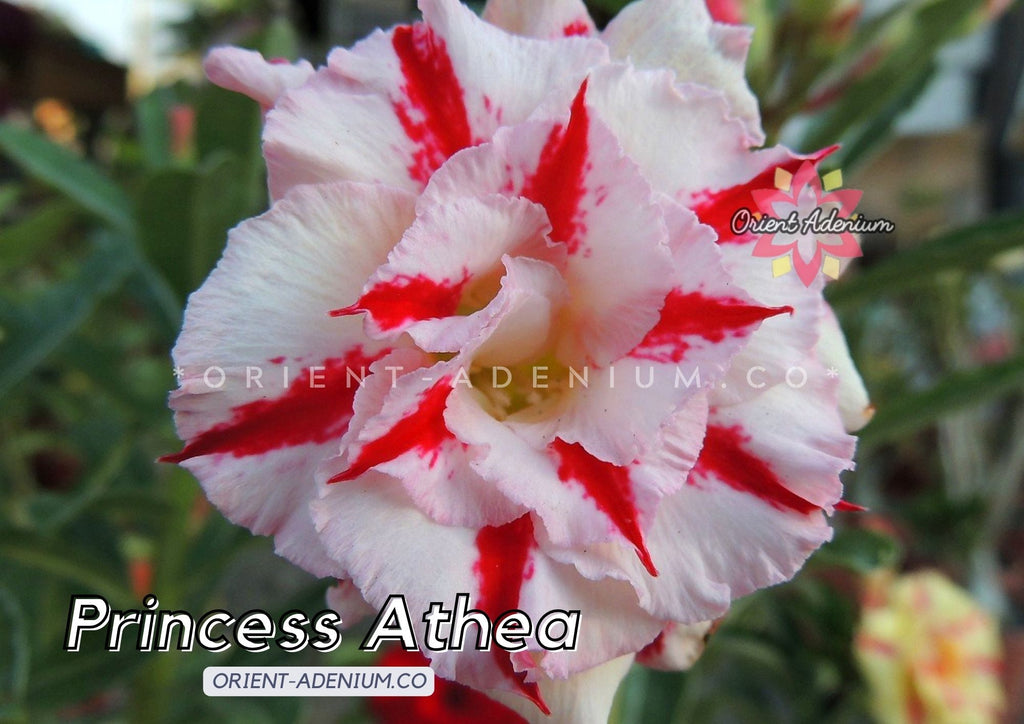 Adenium obesum Princess Athea seeds