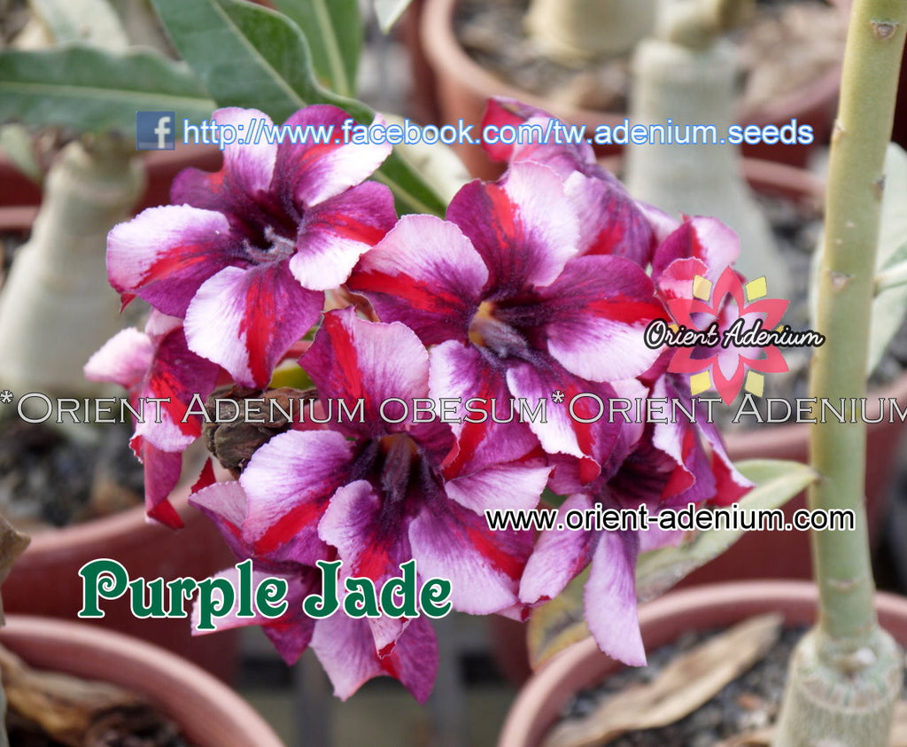 Adenium obesum Purple Jade seeds