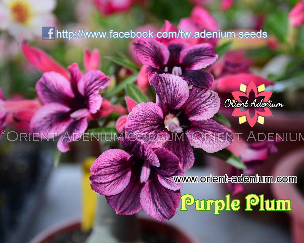 Adenium obesum Purple Plum Grafted plant