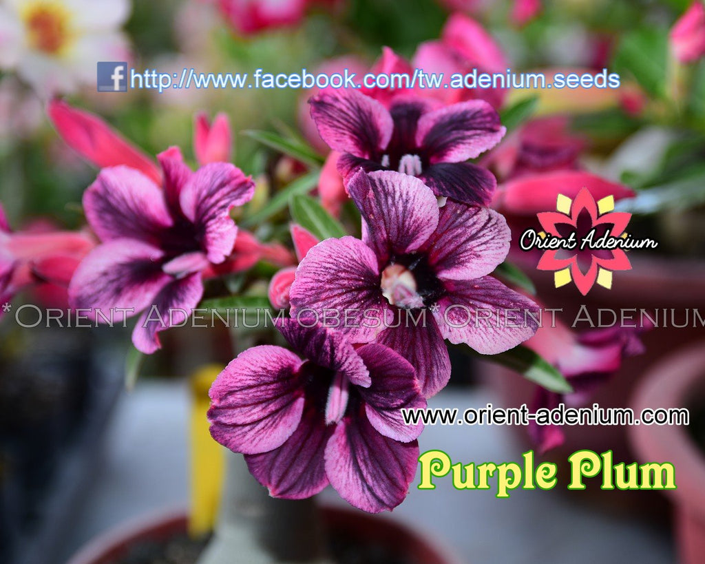 Adenium obesum Purple Plum seeds