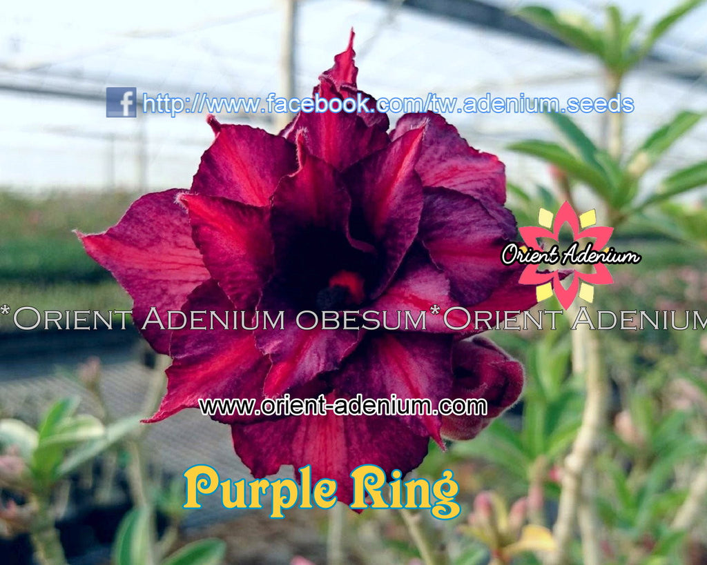Adenium obesum Purple Ring Grafted plant