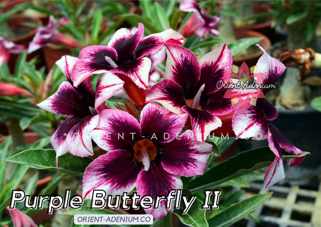 Adenium obesum Purple Butterfly II seeds