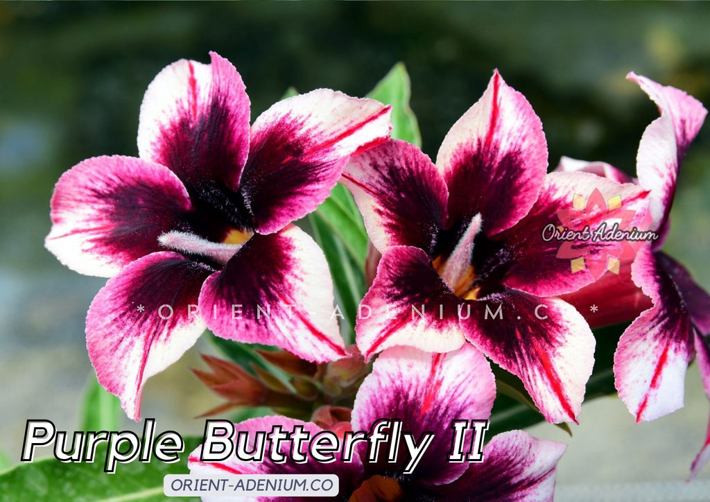 Adenium obesum Purple Butterfly II Grafted plant