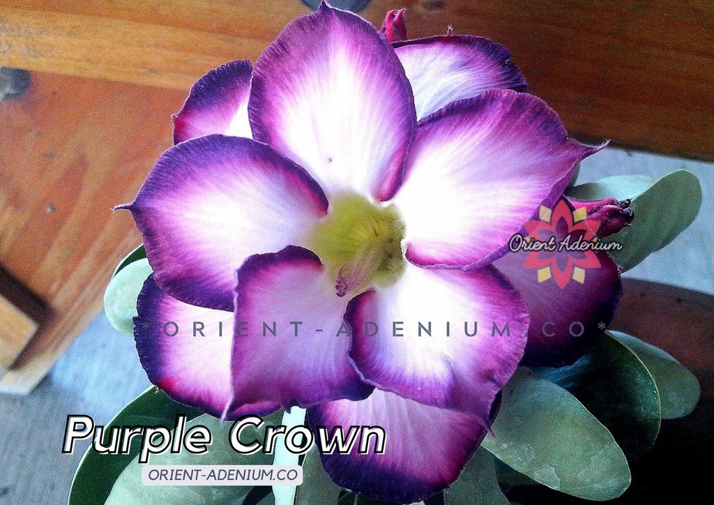 Adenium obesum Purple Crown Grafted plant