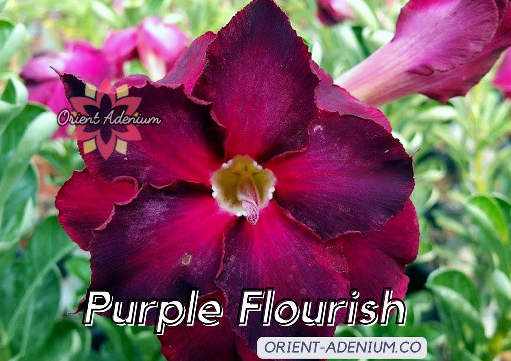 (CROSS BREED) Adenium obesum "Purple Pupil" X "Purple Flourish" seeds