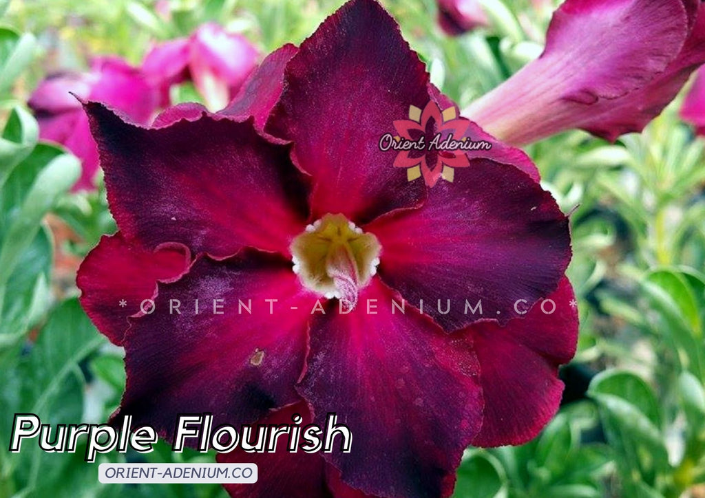 Adenium obesum Purple Flourish seeds