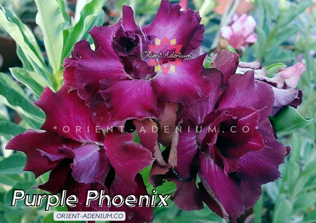 Adenium obesum Purple Phoenix seeds