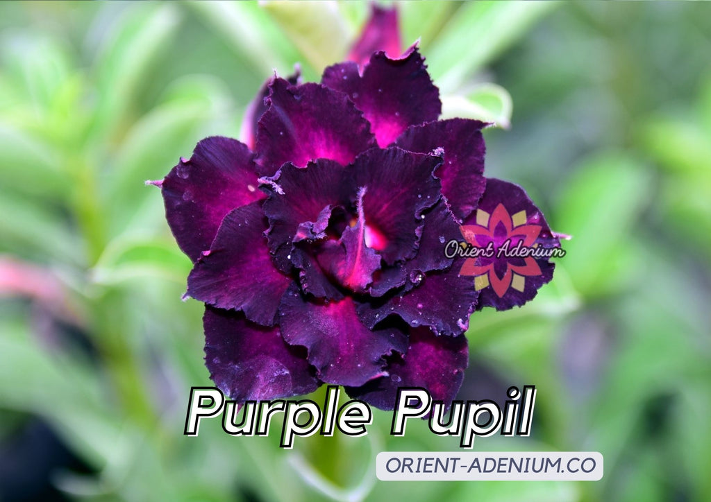 (CROSS BREED) Adenium obesum "Purple Pupil" X "Turandot" seeds