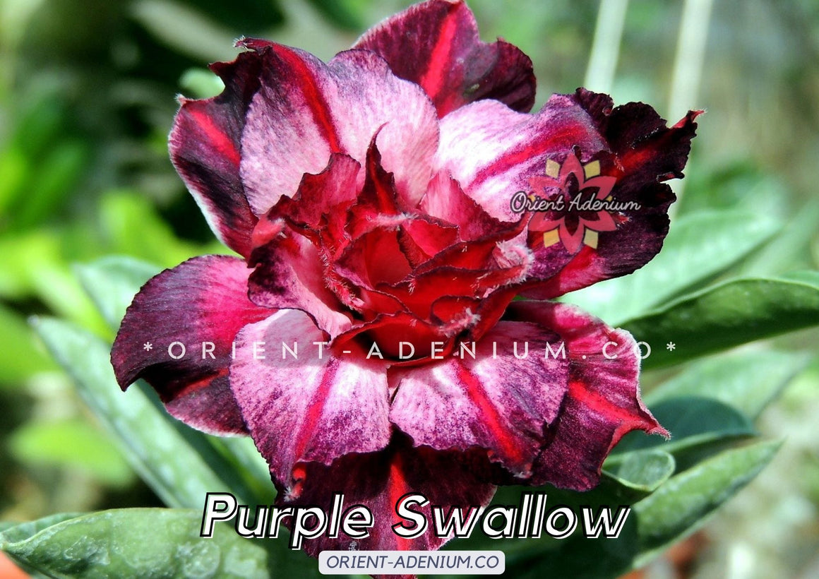Adenium obesum Purple Swallow Grafted plant