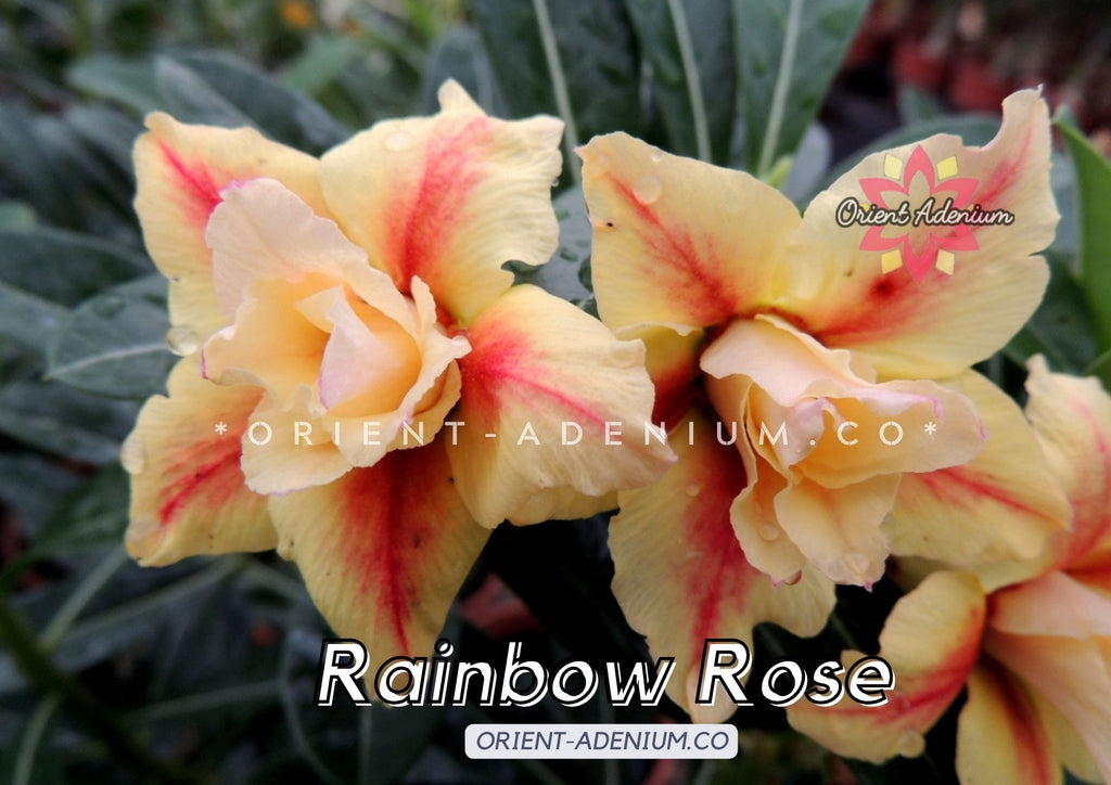 Adenium obesum Rainbow Rose seeds
