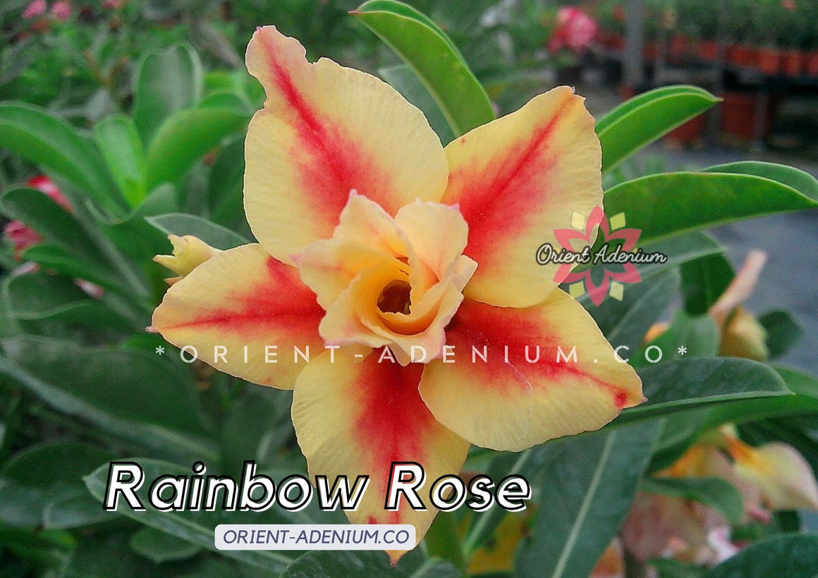 Adenium obesum Rainbow Rose seeds