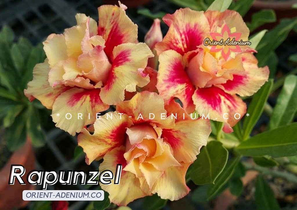 Adenium obesum Rapunzel Grafted plant