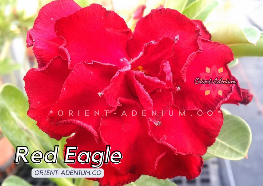 Adenium obesum Red Eagle seeds