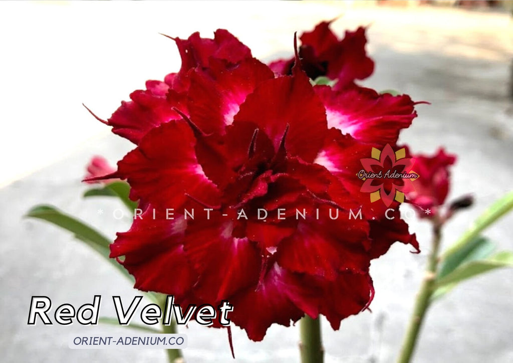 Adenium obesum Red Velvet Grafted plant