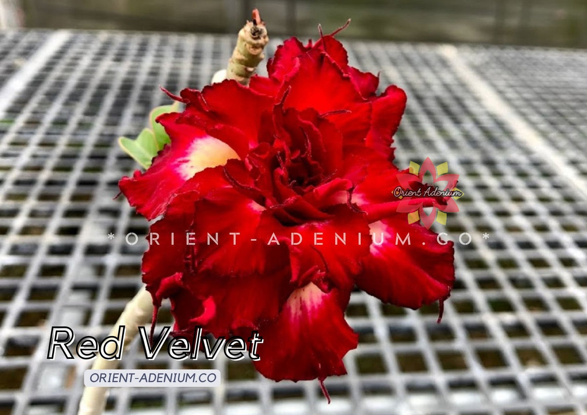 Adenium obesum Red Velvet Grafted plant