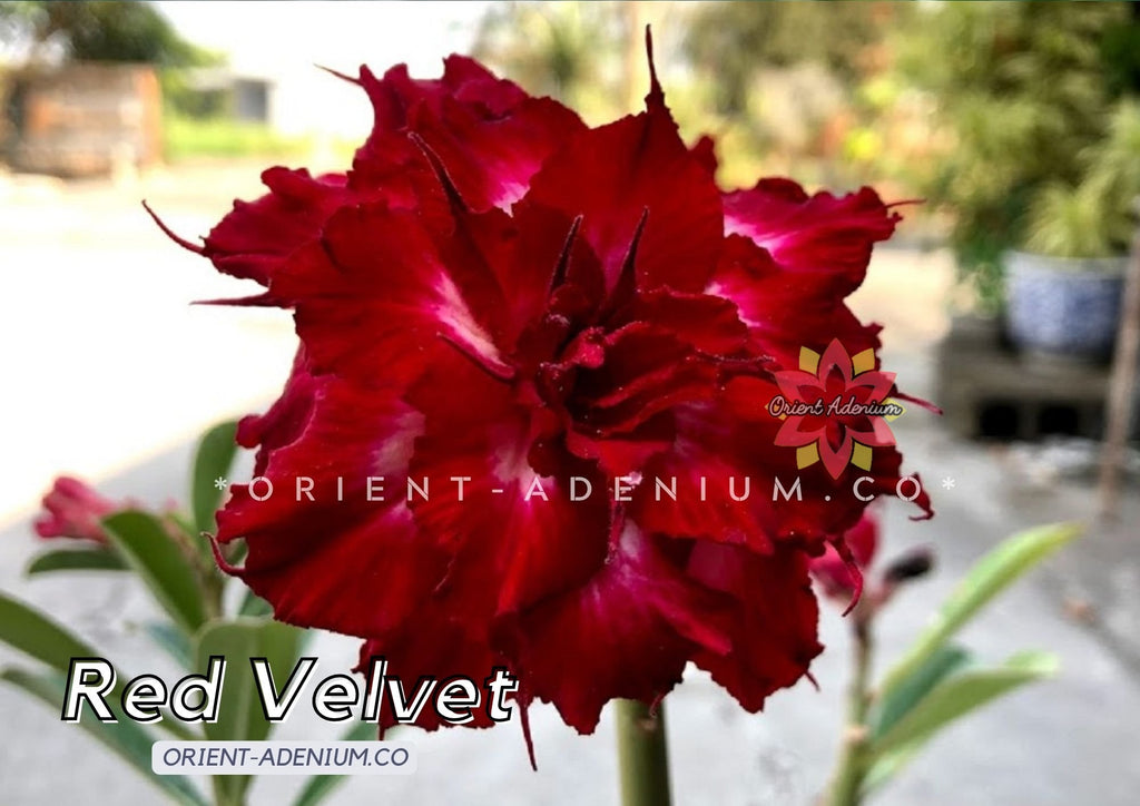 Adenium obesum Red Velvet Grafted plant