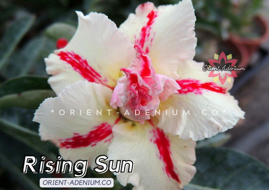 Adenium obesum Rising Sun seeds