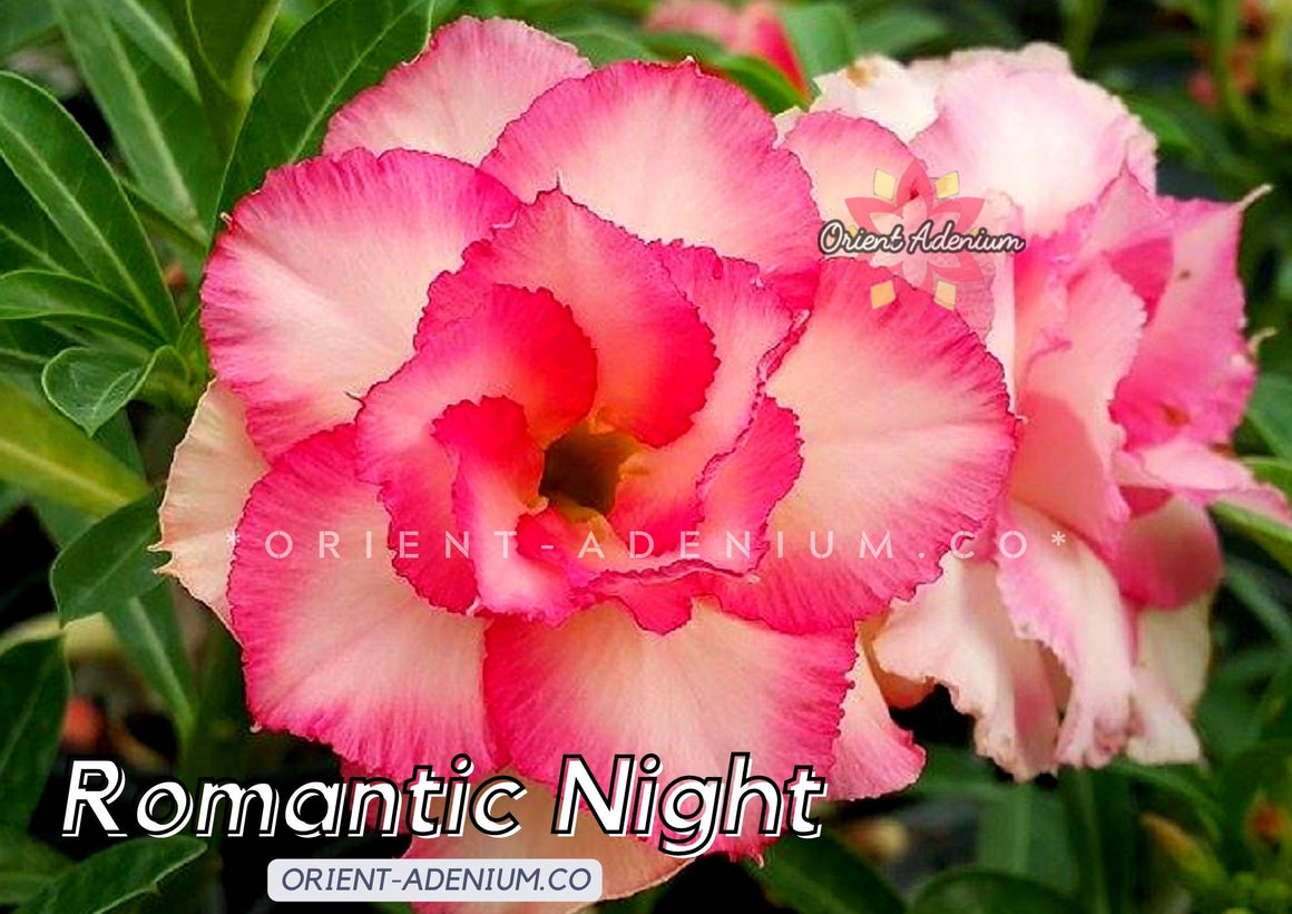 Adenium obesum Romantic Night Grafted plant