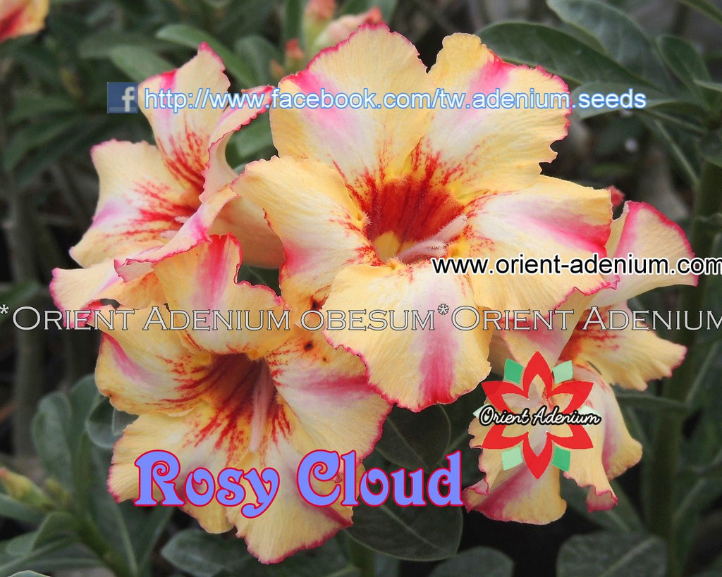 Adenium obesum Rosy Cloud Grafted plant