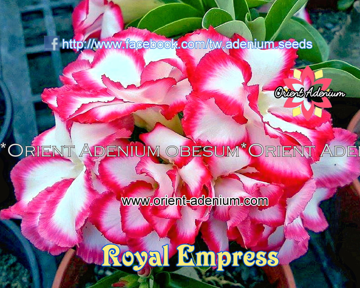 Adenium obesum Royal Empress seeds