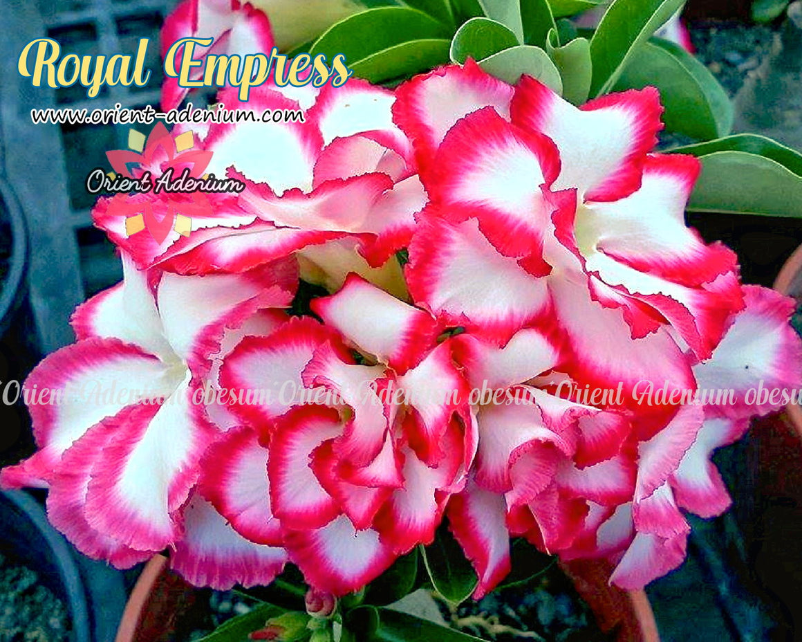 Adenium obesum Royal Empress Grafted plant