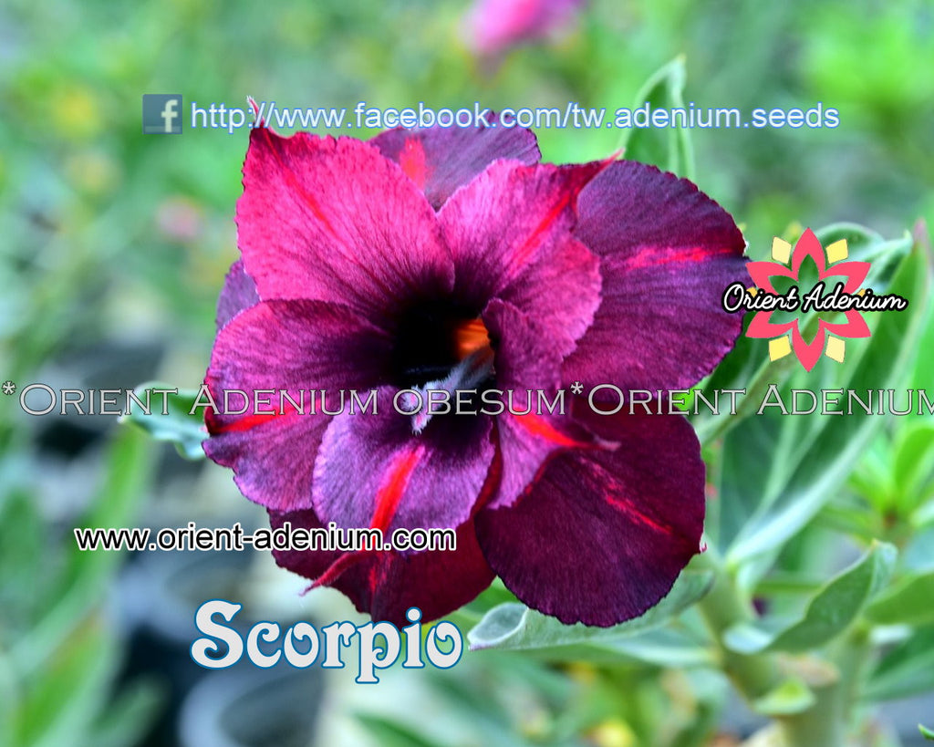 Adenium obesum Scorpio Grafted plant