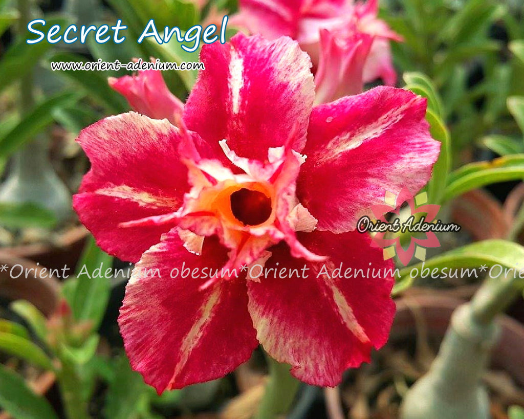 Adenium obesum Secret Angel seeds
