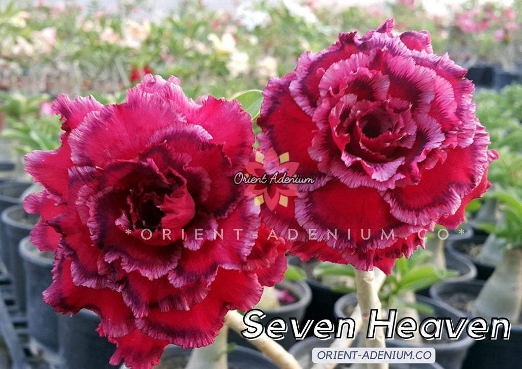 Adenium obesum Seven Heaven seeds