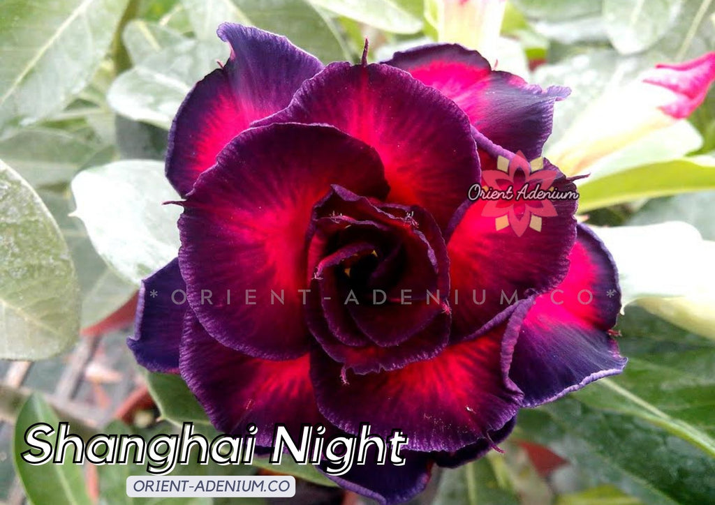 Adenium obesum Shanghai Night seeds