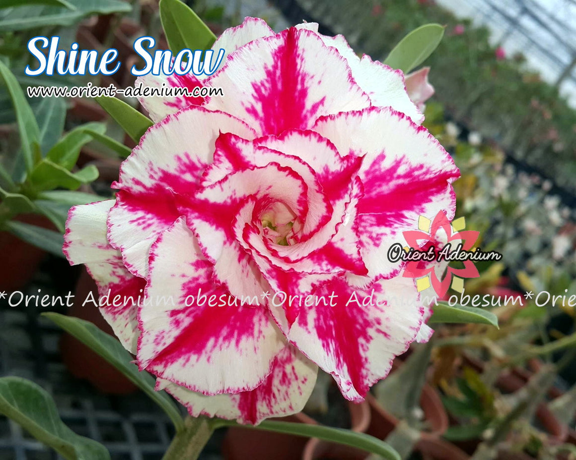 Adenium obesum Shine Snow Grafted plant