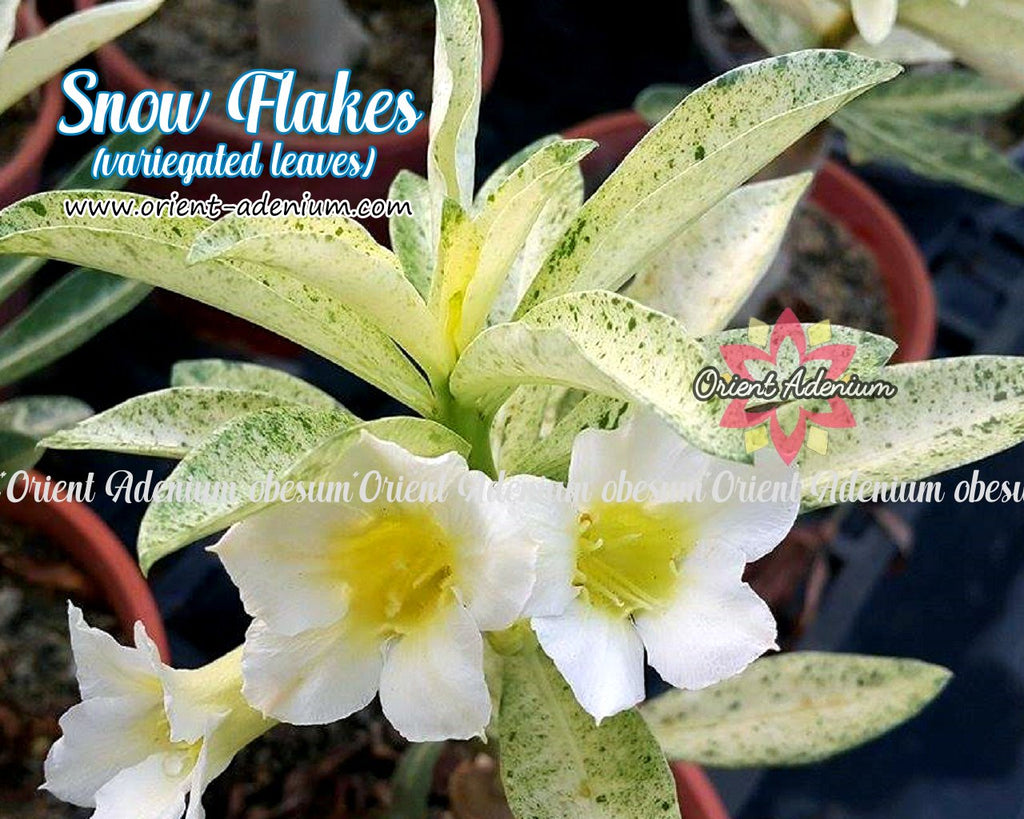 Adenium Variegated Snow Flakes Grafted Plant