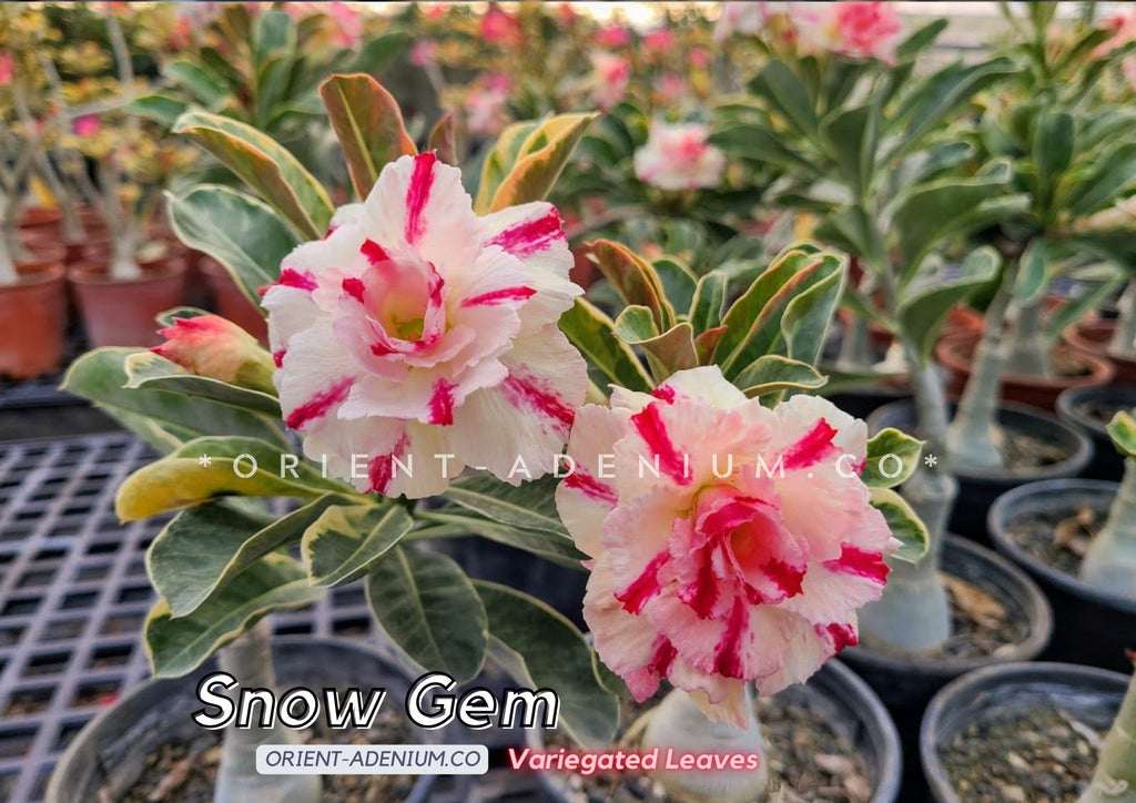 Adenium obesum Snow Gem Grafted plant
