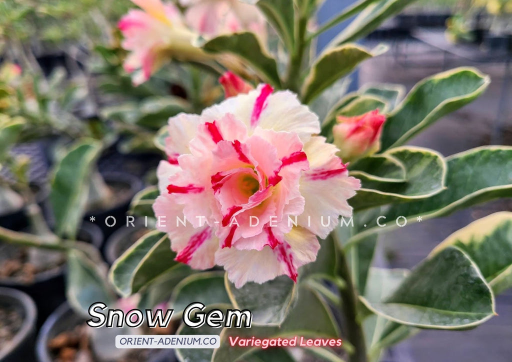 Adenium obesum Snow Gem Grafted plant