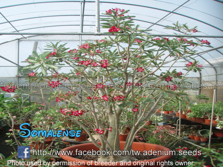 Adenium obesum SOMALENSE seeds