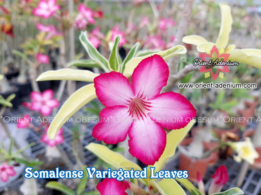 Adenium Somalense Variegated Leaves Grafted Plant
