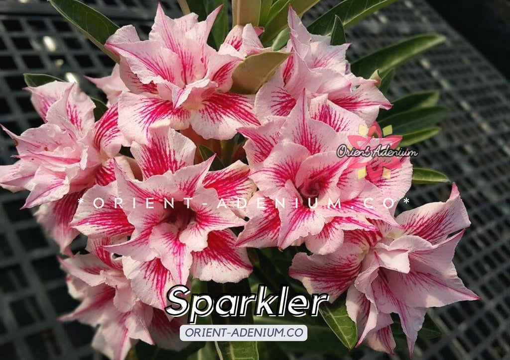 Adenium obesum Sparkler seeds