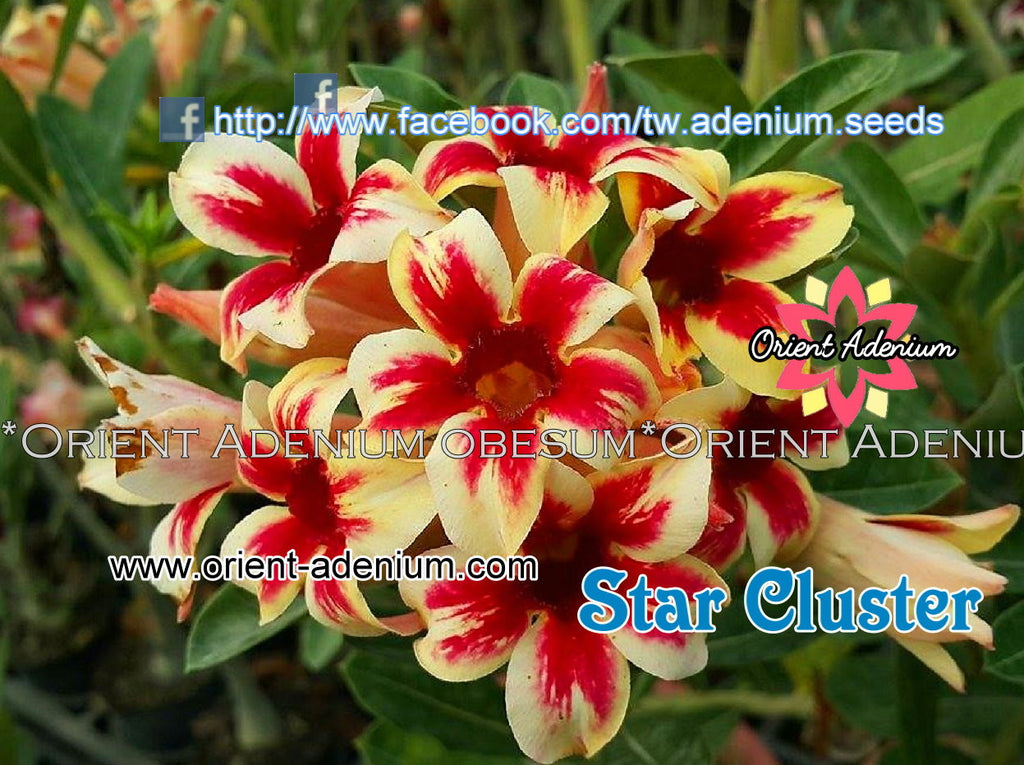 Adenium obesum Star Cluster Grafted plant