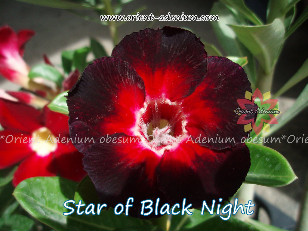 Adenium obesum Star of Black Night seeds
