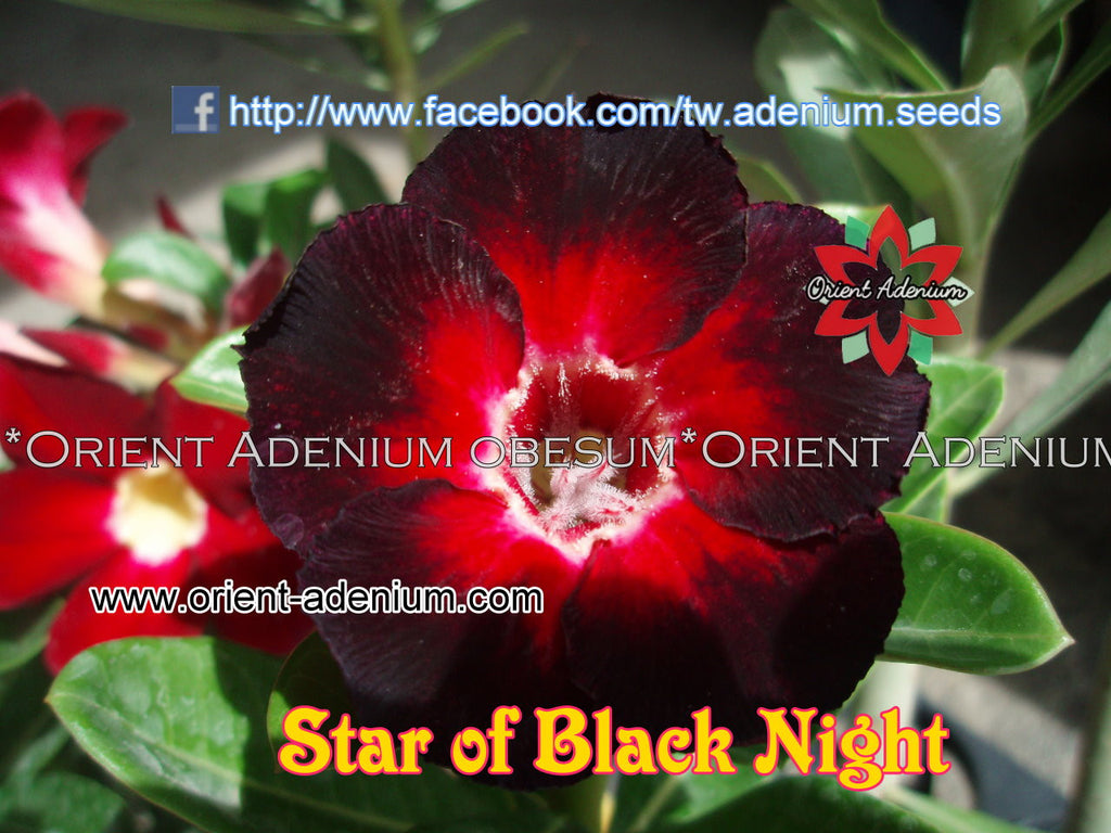 Adenium obesum Star of Black Night Grafted plant