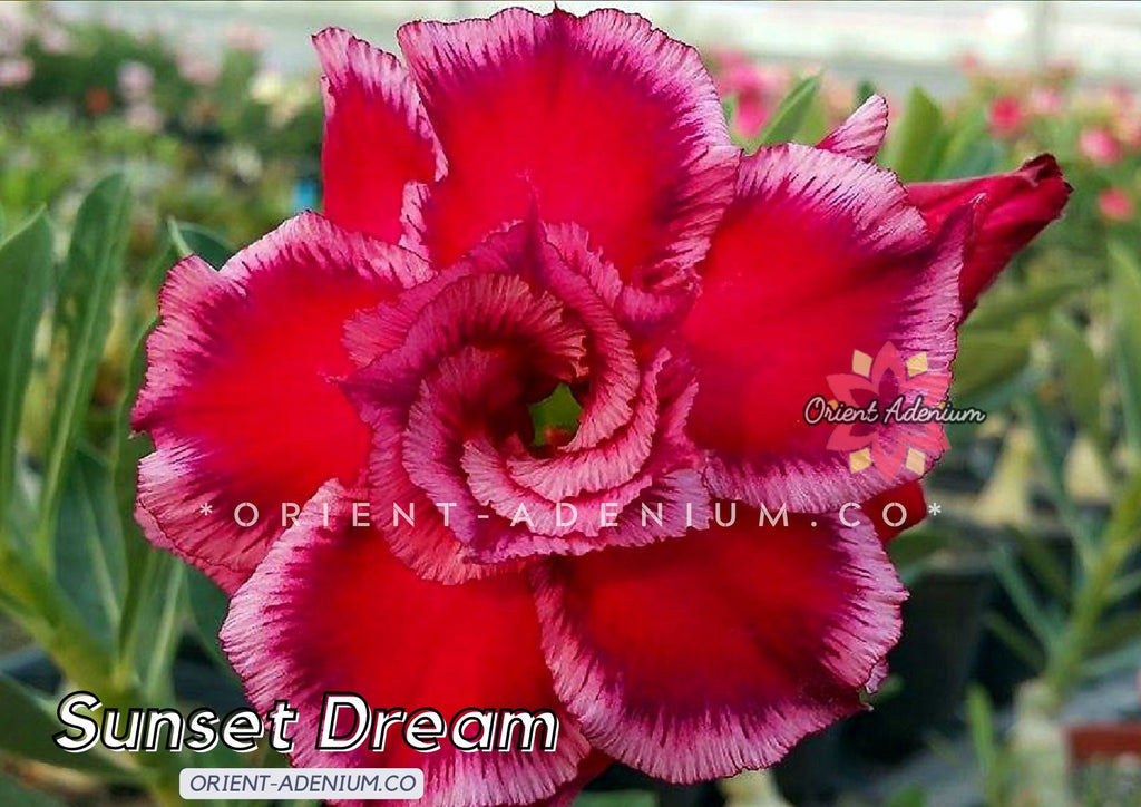 Adenium obesum Sunset Dream seeds