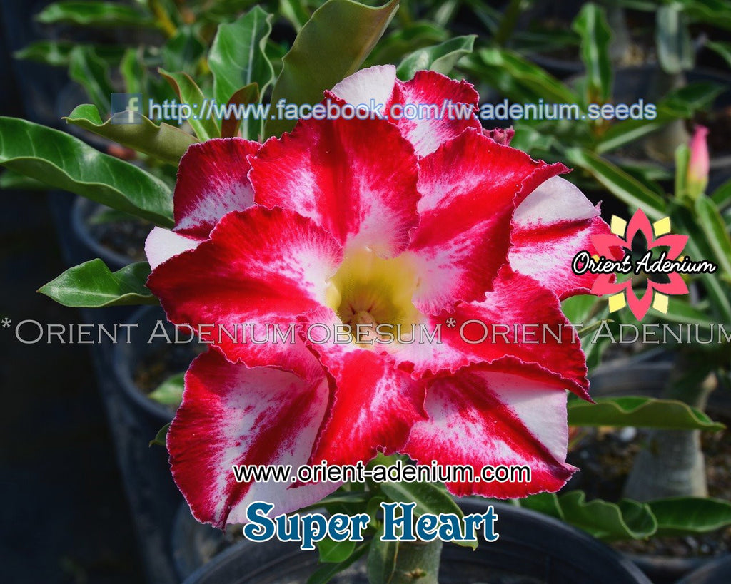 Adenium obesum Super Heart Grafted plant