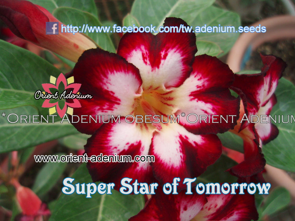 Adenium obesum Super Star of Tomorrow Grafted plant