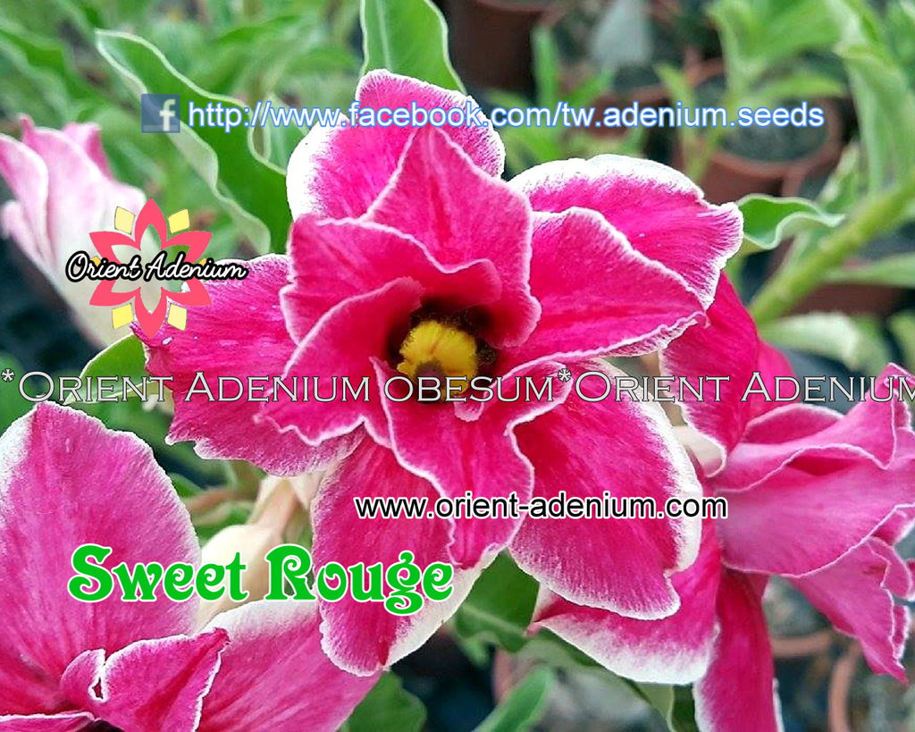 Adenium obesum Sweet Rough 15 seeds