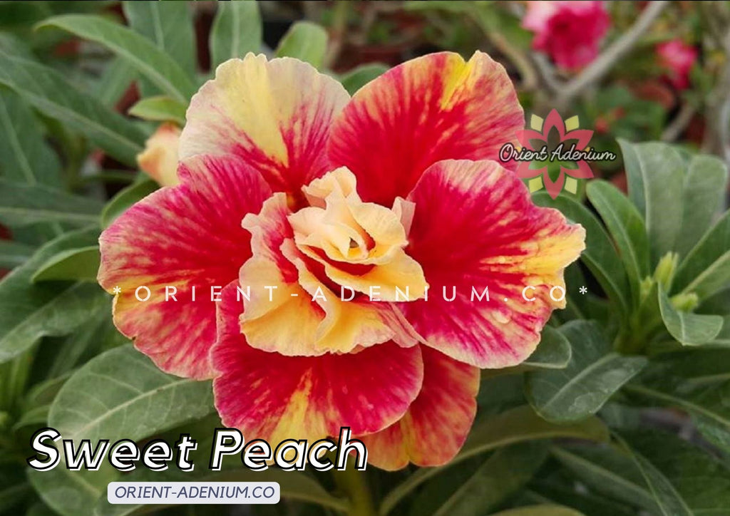 Adenium obesum Sweet Peach Grafted plant