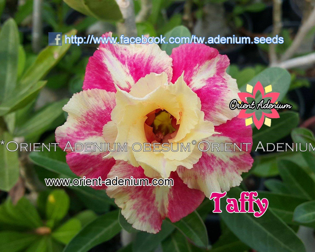 Adenium obesum Taffy seeds