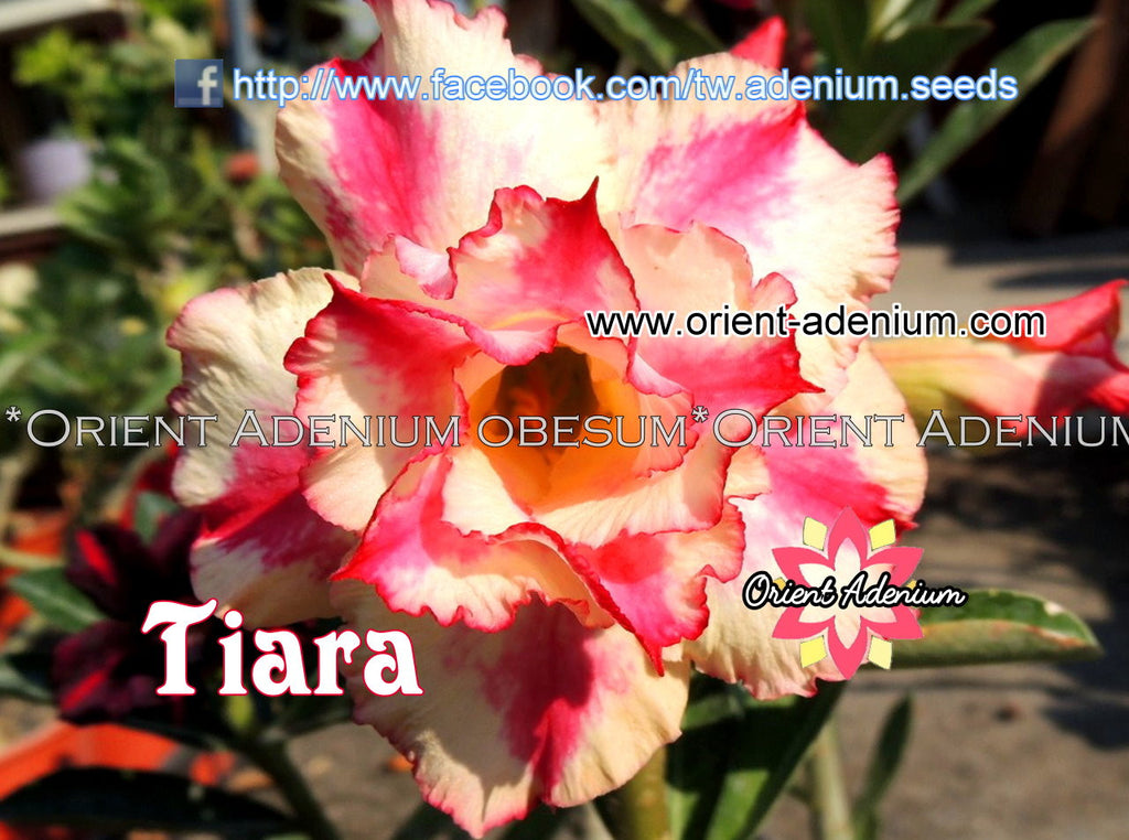 Adenium obesum Tiara seeds