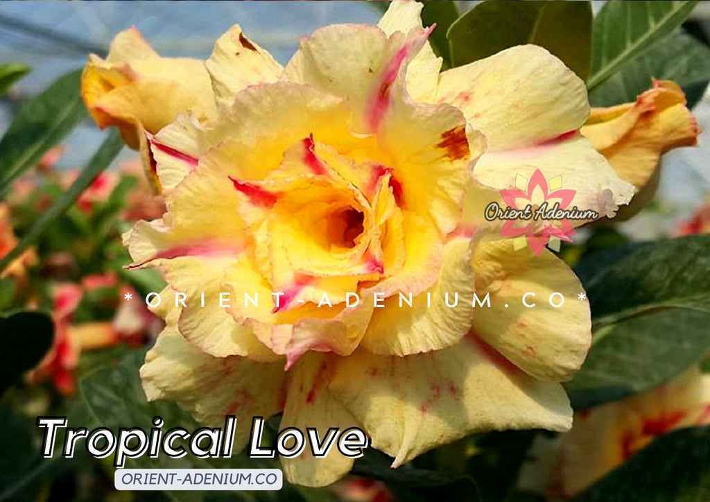 Adenium obesum Tropical Love Grafted plant