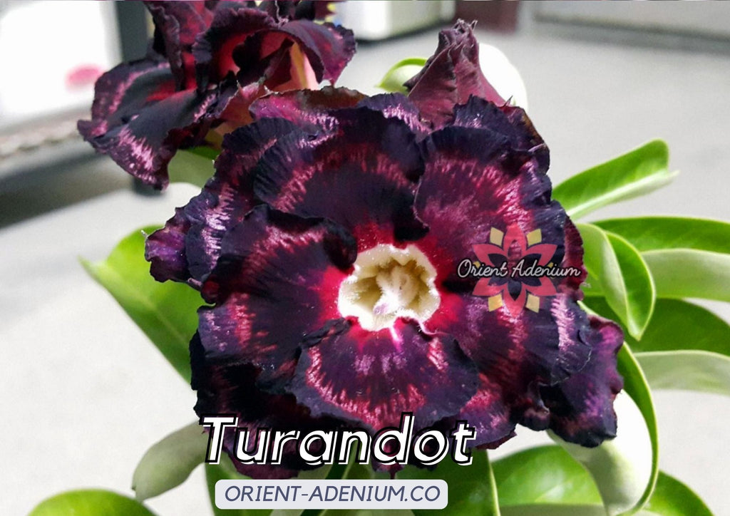 (CROSS BREED) Adenium obesum "Purple Pupil" X "Turandot" seeds