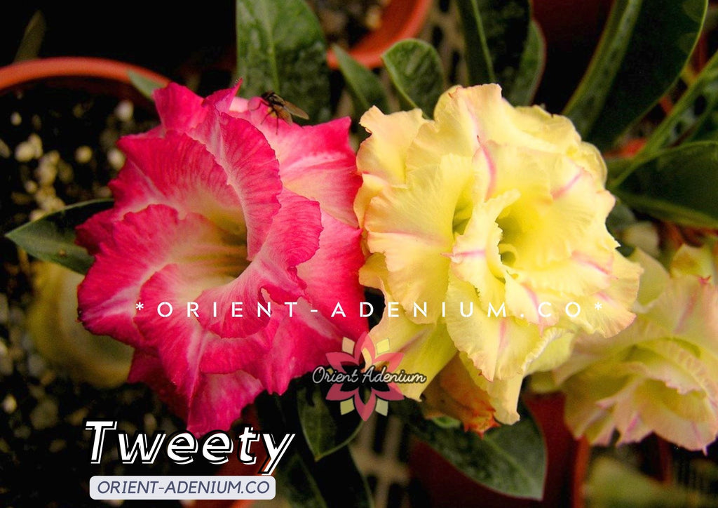 Adenium obesum Tweety Grafted plant