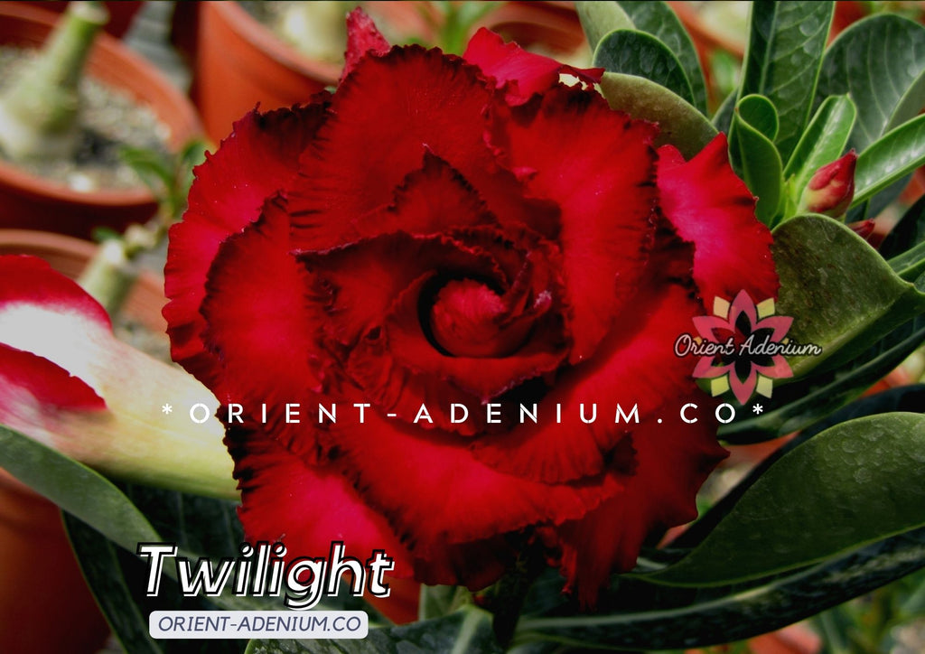 Adenium obesum Twilight seeds